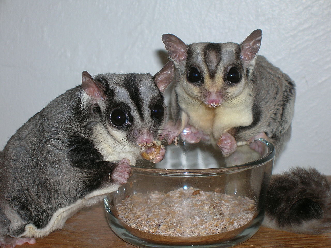 1280px-Sugar_Gliders_eating_Mealworms